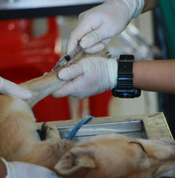 Veterinar veterinarska ambulanta Leskovac