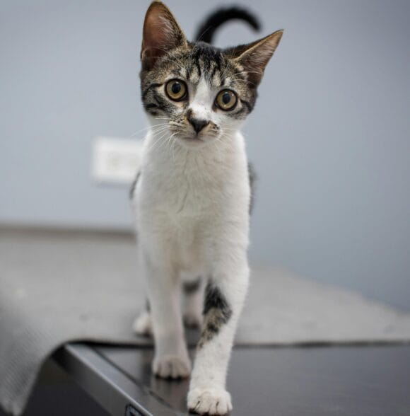 Veterinar veterinarska ambulanta Leskovac