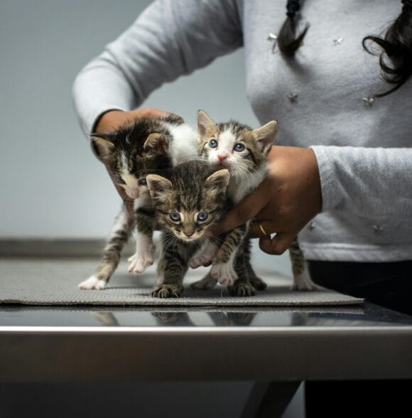 Veterinar veterinarska ambulanta Leskovac