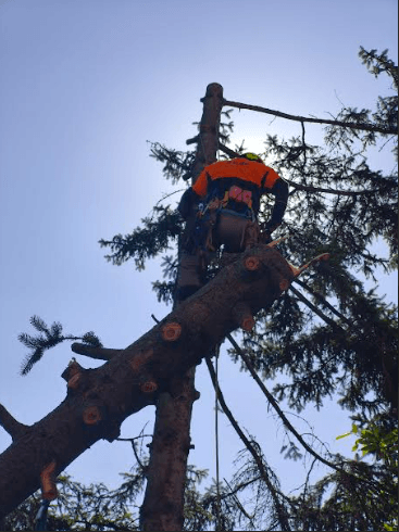 Održavanje okoline Vrbas