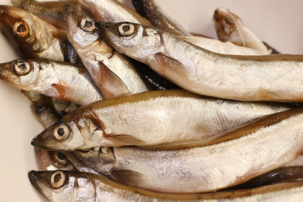 Kapelini