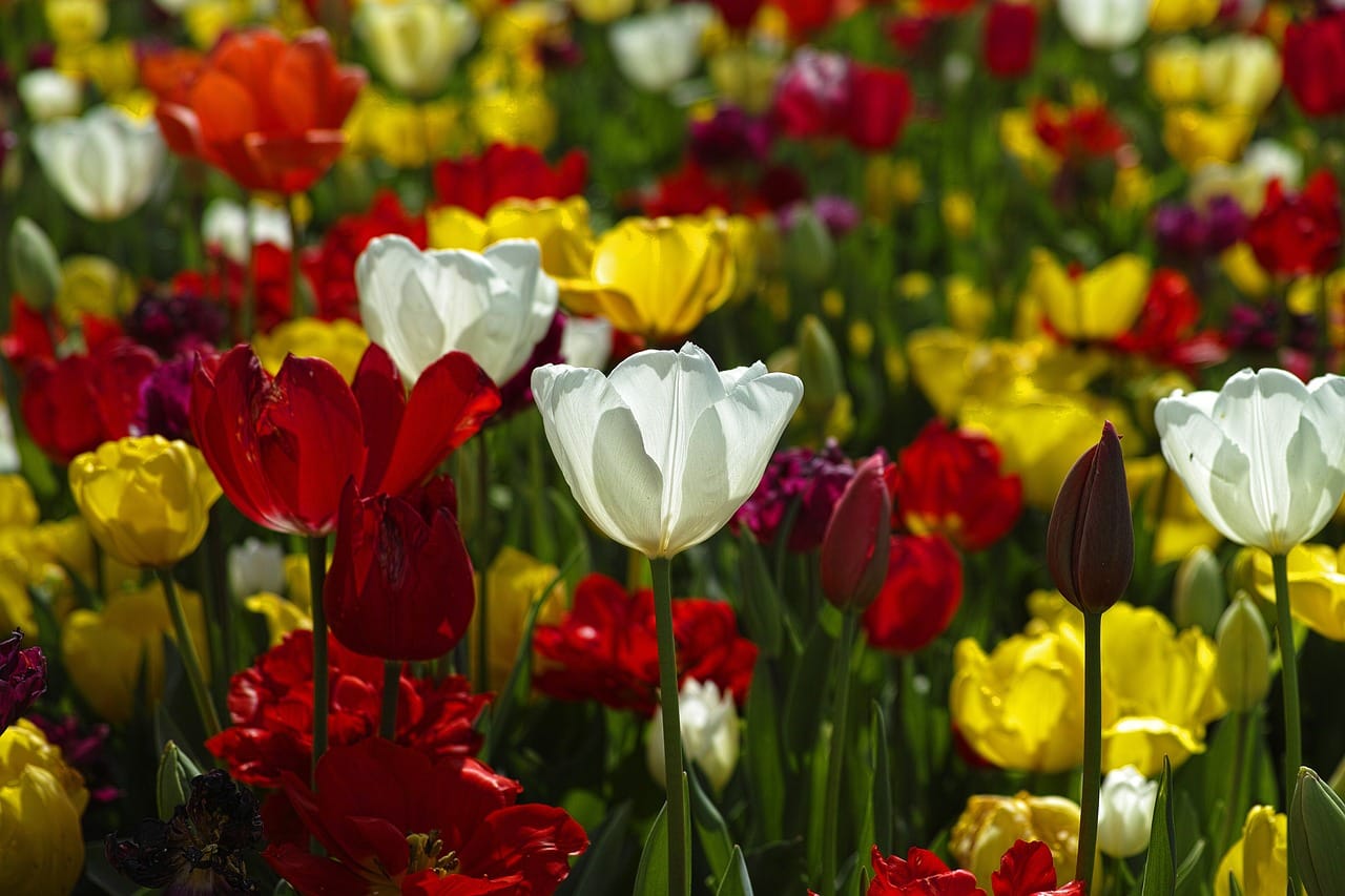 Tulipani raznih boja