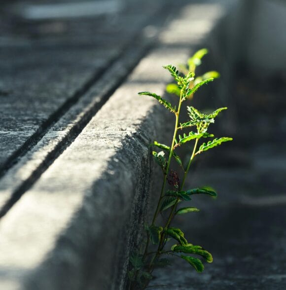 Behaton ploče Novi Sad