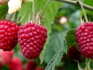 Lieferanten von Obst Gemüse Heilkräutern und Kräutern aus Serbien