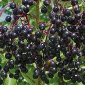 Dobavljači voća povrća lekovitog i začinskog bilja Srbija