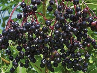 Lieferanten von Obst Gemüse Heilkräutern und Kräutern aus Serbien