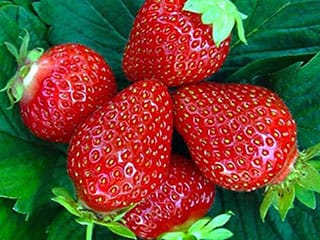 Lieferanten von Obst Gemüse Heilkräutern und Kräutern aus Serbien