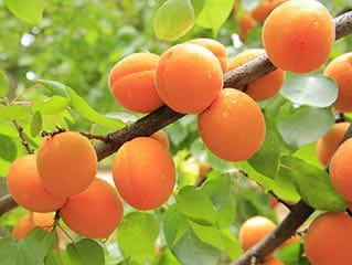 Lieferanten von Obst Gemüse Heilkräutern und Kräutern aus Serbien