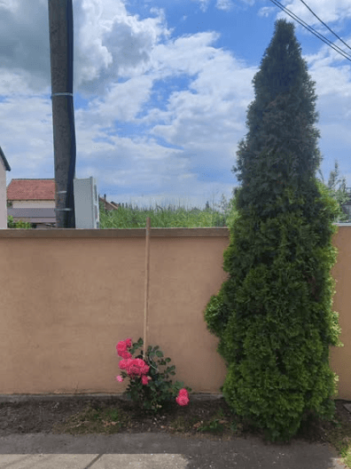 Košenje trave i uređivanje dvorišta Dedinje