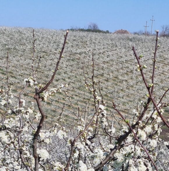 Sušenje i prodaja suve šljive Koceljeva