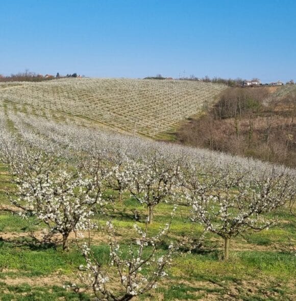 Sušenje i prodaja suve šljive Koceljeva