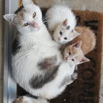 Veterinar sterilizacija pasa i mačaka Paraćin