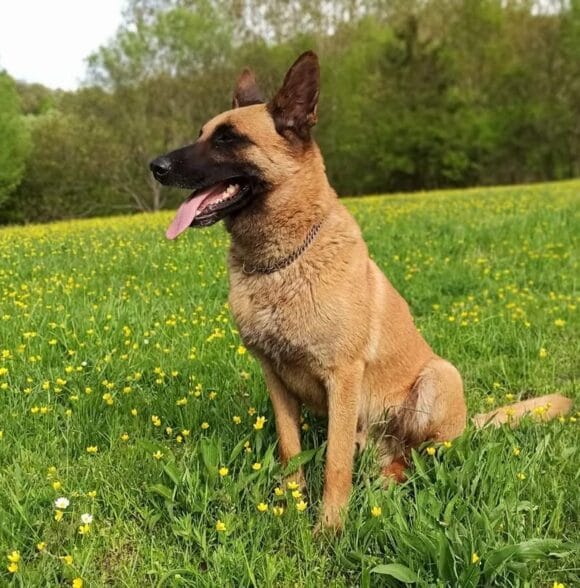 Veterinar sterilizacija pasa i mačaka Paraćin