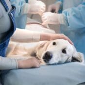 Veterinar sterilizacija pasa i mačaka Paraćin